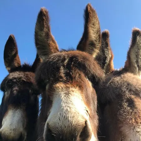 Mcclure Yurt At Carrigeen Glamping Kilkenny